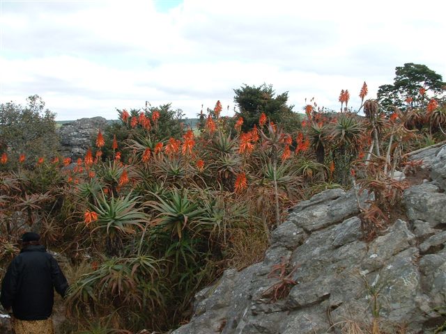 Aloe arborescens on rocks; Photographed by Ricky Mauer